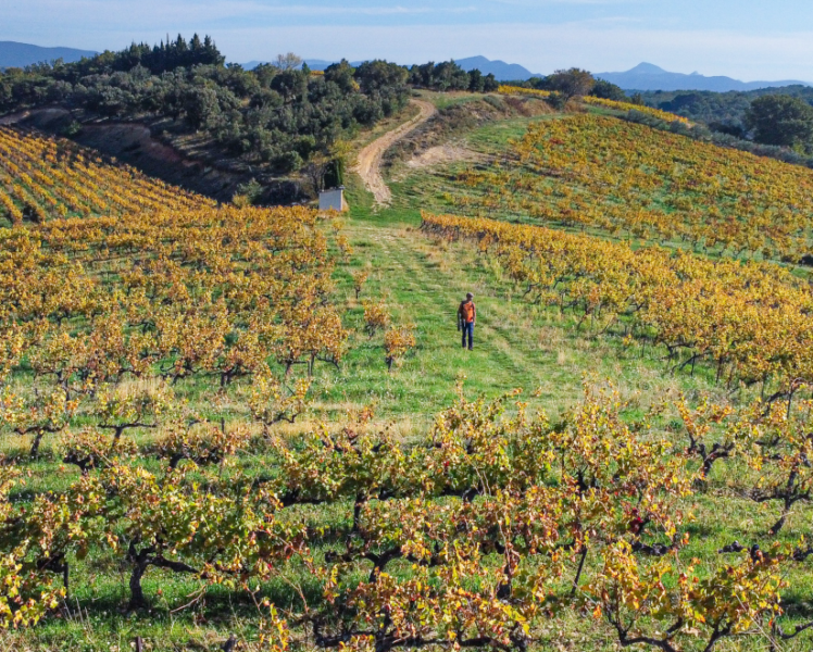 Zoom sur les dernières labellisations Destination d’excellence et Vignobles & découvertes