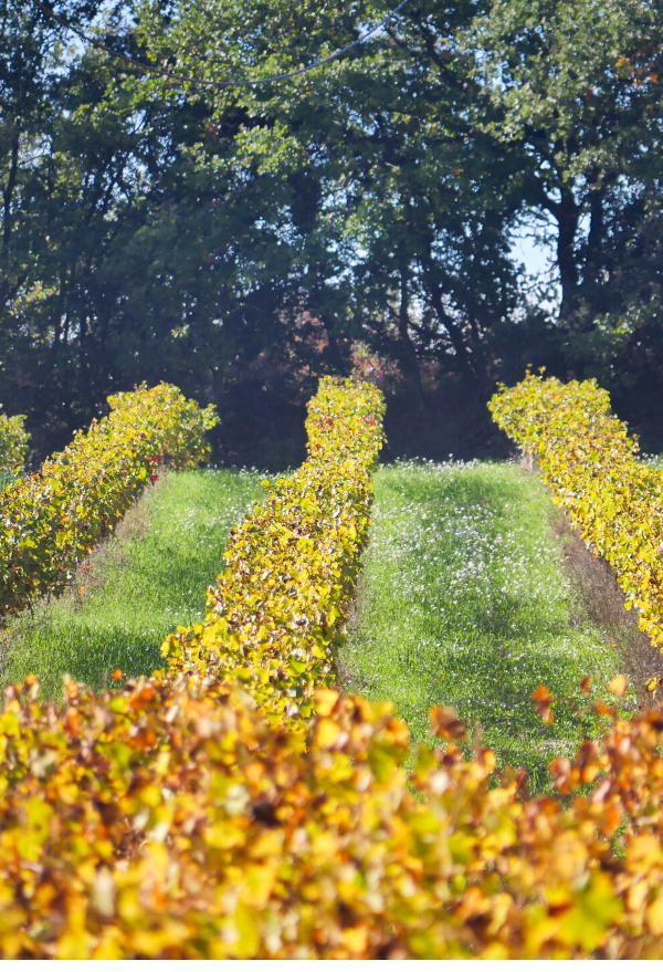 Vignobles Visan à l'automne