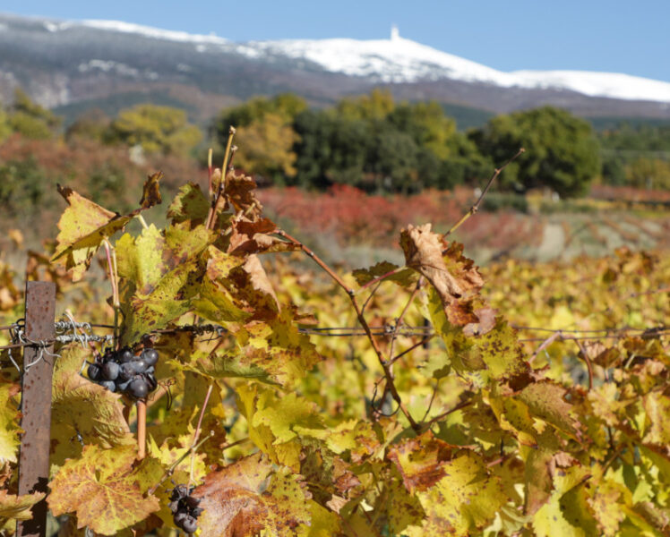 A la rencontre des tour-opérateurs